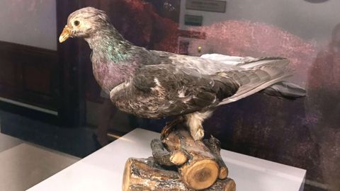 The Military Carrier Pigeon